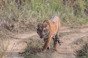 DNA database helps Nepal’s officials monitor tigers, punish poachers