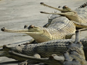 105 crocodiles released into Rapti river