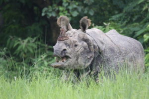 What’s killing Nepal’s rhinos?