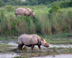 Fake rhino horn will not curb poaching