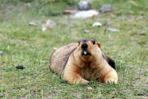 Himalayan Marmot’s formula to survive high altitude constraints: Mutate