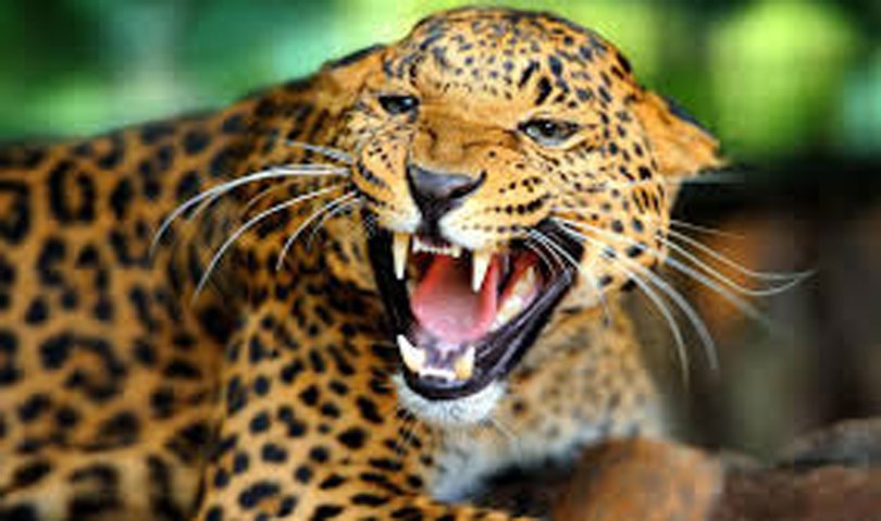 File: A leopard leopard attacks