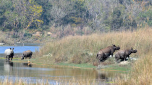 World Wildlife Day being marked today