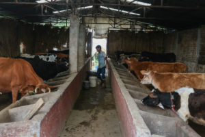 Milked of patience: Dairy farmers demand action on DDC payment delays