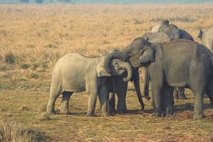 Two calves born at chitwan’s elephant breeding centre, six more expected soon