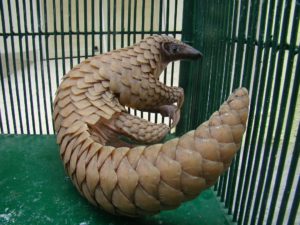 Preserving the pangolin in South Asia