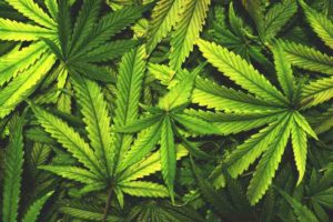 Makawanpur ward chair caught with marijuana