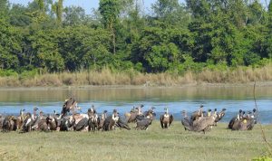 A lesson to neighbours: The fall and rise of vulture population in Nepal