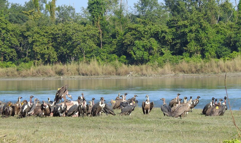 File: Vultures are seen on a bank of Narayani River in central Nepal. Photo: Ankit Bilash Joshi/BCN