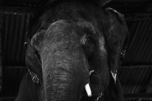 World Elephant Day: How tourism torments tuskers in Nepal