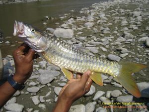 The Himalayan gamefish that rewrote history