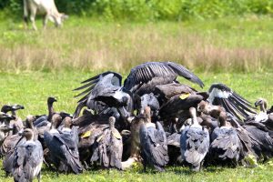 Sky burial: Know all about this unique practice in Nepal’s Himalayas