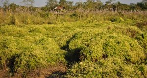 How climate change is expanding hotspots of invasive plants in Nepal