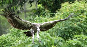 8 new species of birds found in Resunga and Madane forest areas