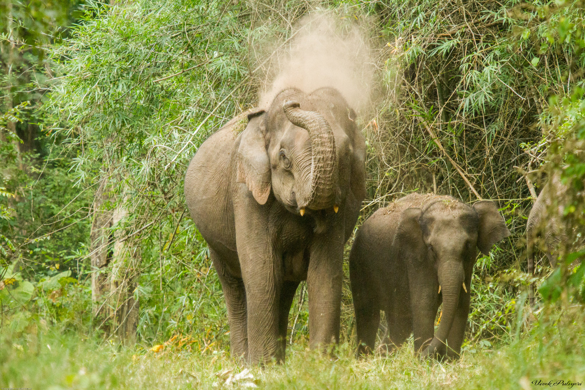 Captive elephant