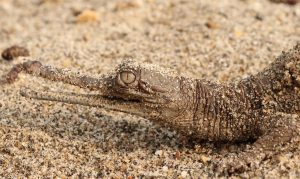 Rare fish-eating crocodile confirmed nesting in southwest Nepal after 37 years