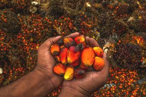 Palm Oil: Know more about the pros and cons of Nepal’s biggest ‘export’