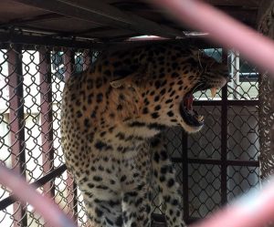 Tanahu villages live in fear as leopard kills six children in 18 months