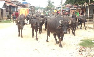 Nepal to export processed buffalo meat to China