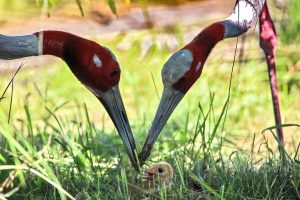 Photo story: A newborn sarus crane faces the world