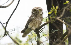 Around 2,000 owls are smuggled abroad from Nepal every year, but stakeholders are least concerned