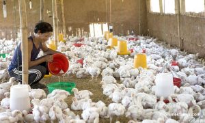 Nepal’s poultry industry is in crisis again as 13 districts report bird flu