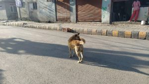 Activists concerned about stray animals’ fate during lockdown