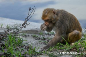 Achham locals stay vigilant at night to safeguard crops from wild animal