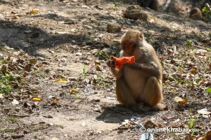 These pics show you how lockdown has left monkeys, dogs and pigeons starving in Kathmandu