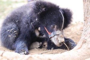 Rescued ‘Nepali’ bear denied exit permit