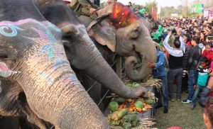 Gearing up for 18th Chitwan Elephant and Tourism Festival