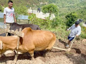 Back to Rolpa, Mahara engages himself in farming