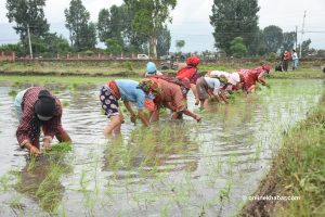 Asar 15: Nepali farmers hope for prosperity amid fears of Covid-19, locust attack