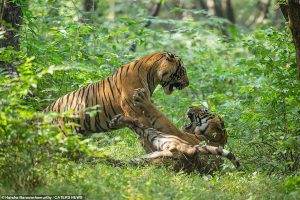 President, PM stress need for tiger conservation