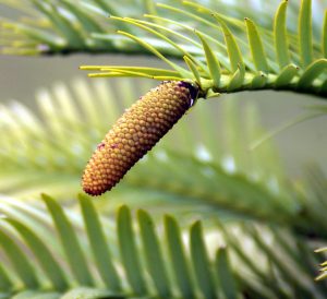 Dinosaur trees? What on earth are they?