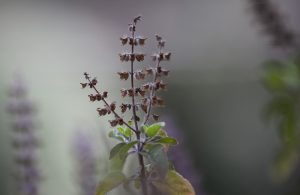 Tulasi: Hindus’ holy plant with surprising health benefits