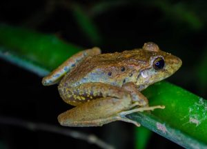 Every frog has its day: When Newars of Kathmandu feed frogs rice which the animals do not eat