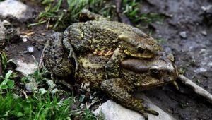 Urbanisation in Nepal destroys frogs’ habitats