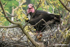 ‘Critically endangered’ red-headed vultures’ nest found in Kanchanpur