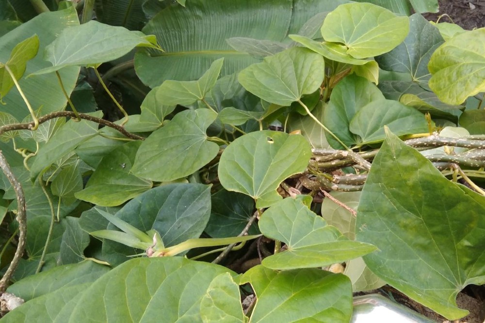 gurjo leaves - roof