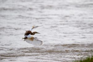 Waterfowl census begins in Nepal