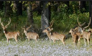 Climate change impact on Nepal’s wildlife is already visible. It’s high time stakeholders made efforts to stop this