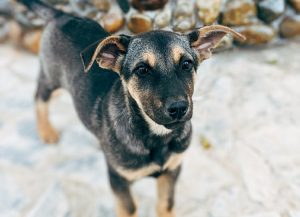 Rabies cases reported across Nepal highlight the urgent need for a comprehensive control plan