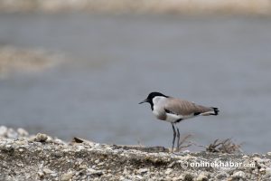 Number of bird species on Manohara riverbanks in Kathmandu goes down