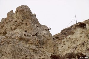 Shey-Phoksundo National Park to count Himalayan blue sheep