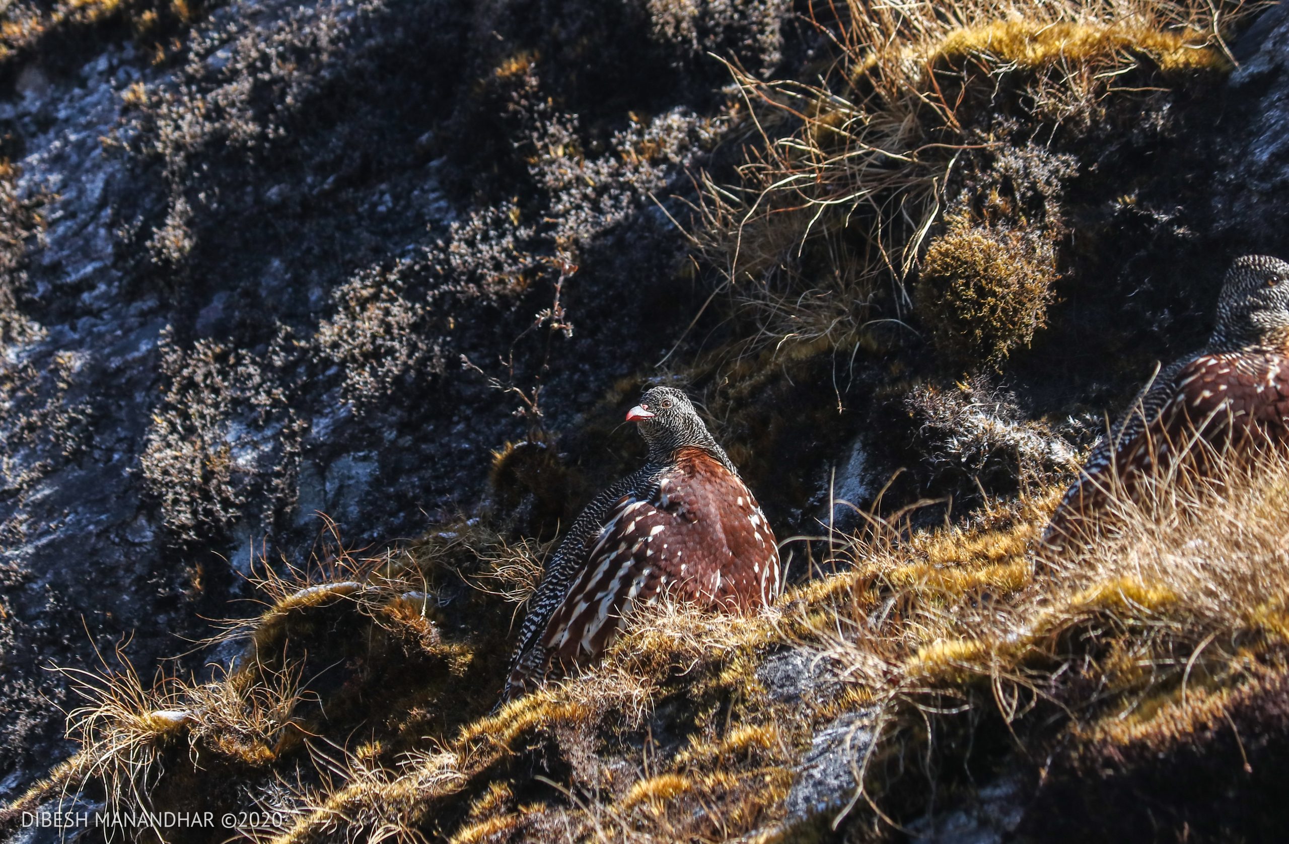 birds - nepal - bird watching