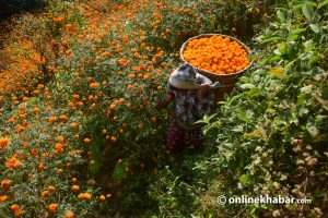 Ichangunarayan steals the limelight every Tihar, but floriculture is an everyday affair here