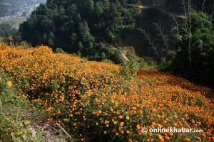 Ichangunarayan village steals the limelight every Tihar, but floriculture is everyday affair here