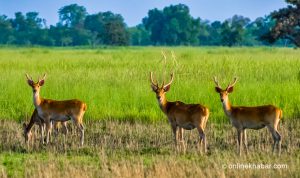 Shuklaphanta National Park reopens to tourists