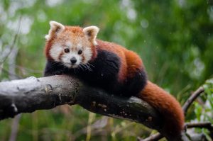 Rs 7.8 million for red panda conservation in Ilam